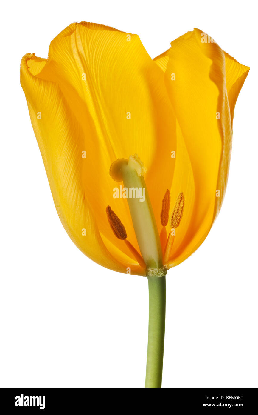 Tulipe jaune isolé sur fond blanc Banque D'Images