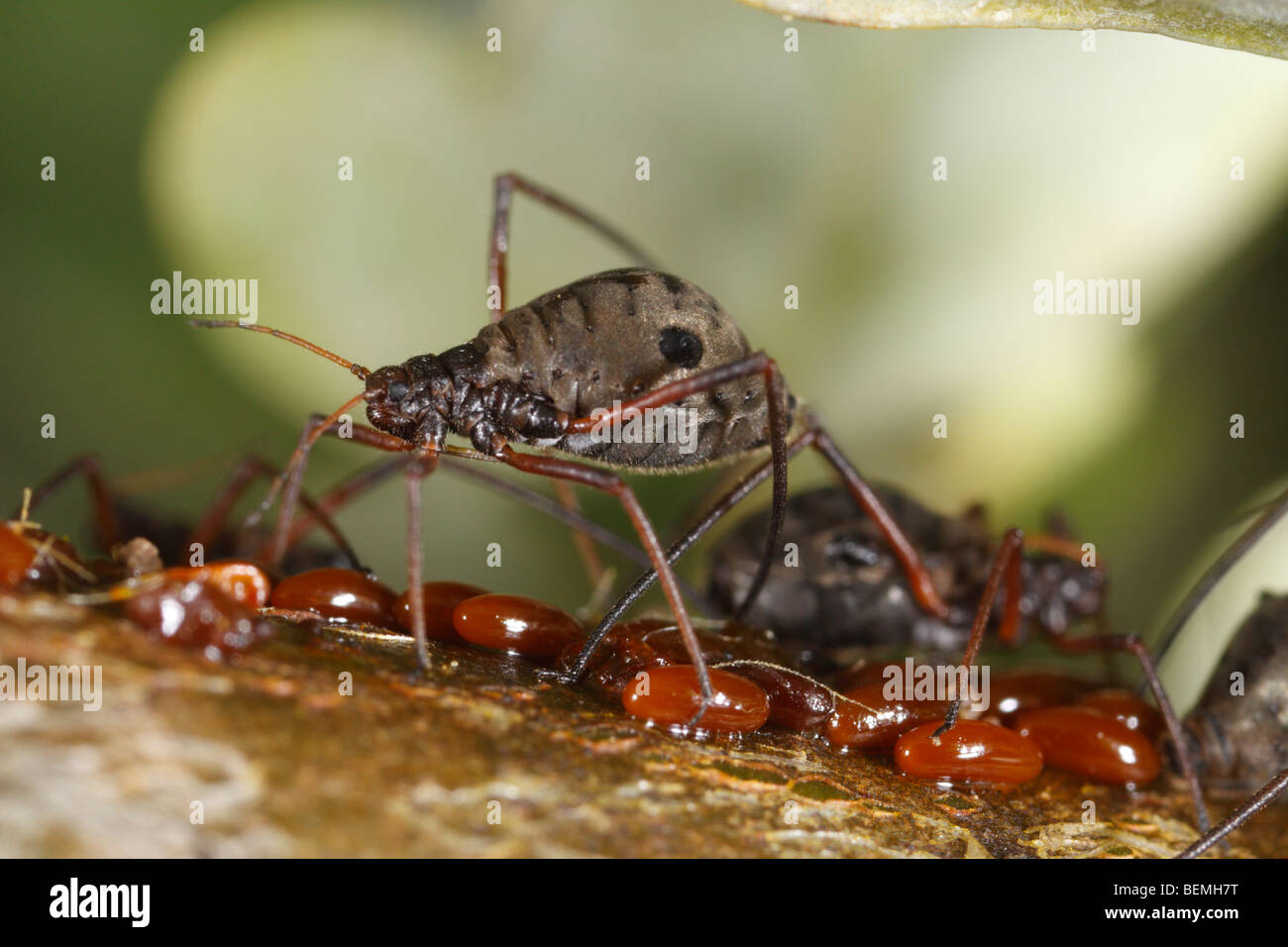 Lachnus roboris, qui alimente un puceron sur chêne. Cette femelle fraîchement posées gardes les œufs. Banque D'Images