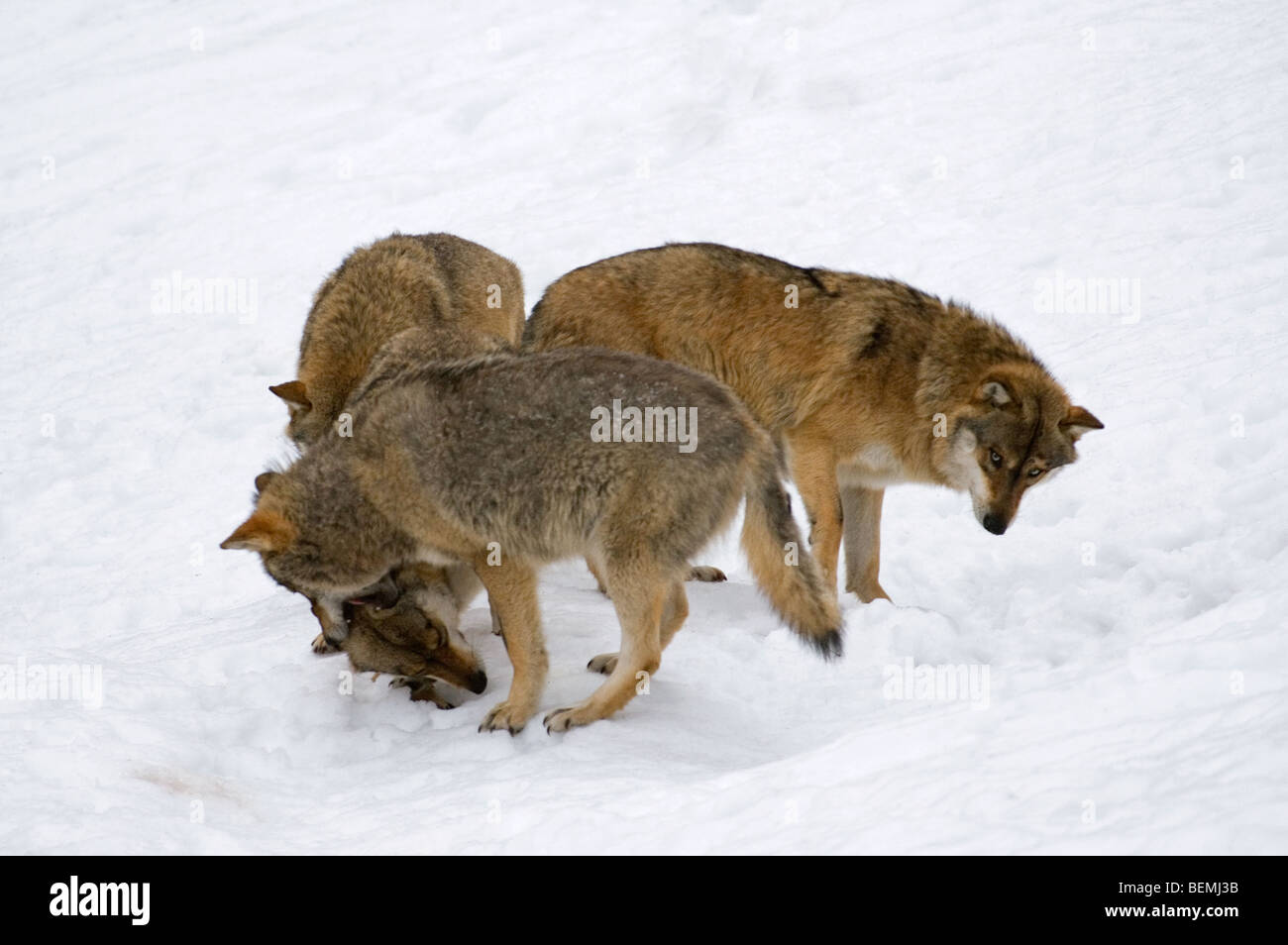 Pack des loups gris (Canis lupus) dans la neige en hiver montrant la dominance de mordre dans le cou membre subalterne Banque D'Images