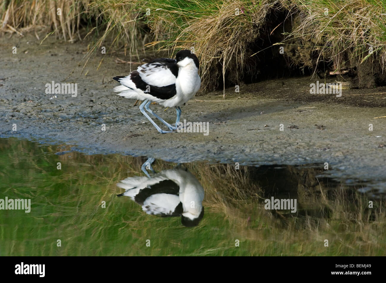 Avocette élégante (Recurvirostra avosetta) avec chick caché sous les plumes se reposant sur la rive Banque D'Images