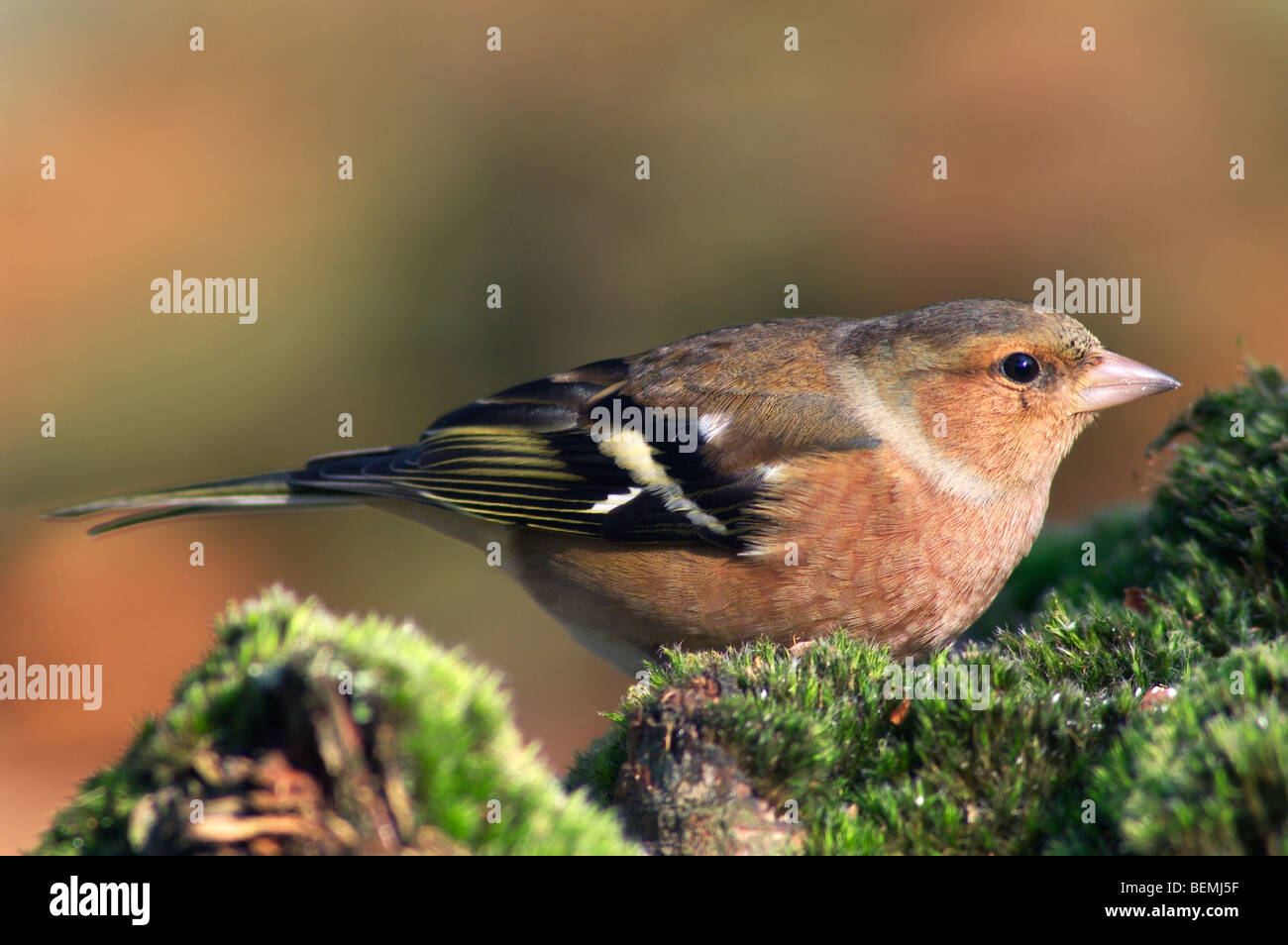 Chaffinch (Fringilla coelebs) assis sur le sol en forêt, Belgique Banque D'Images