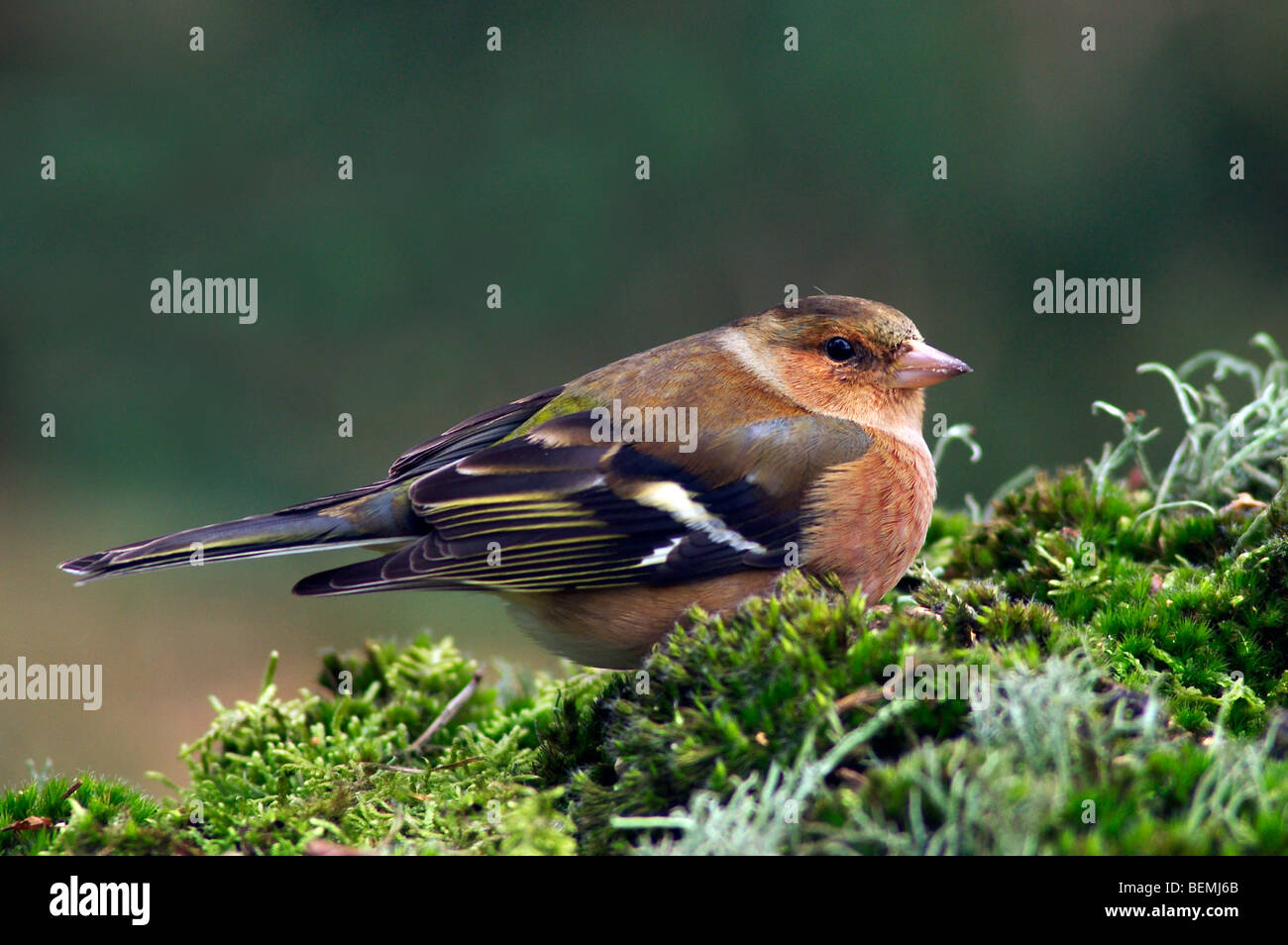 Chaffinch (Fringilla coelebs) assis sur le sol en forêt, Belgique Banque D'Images