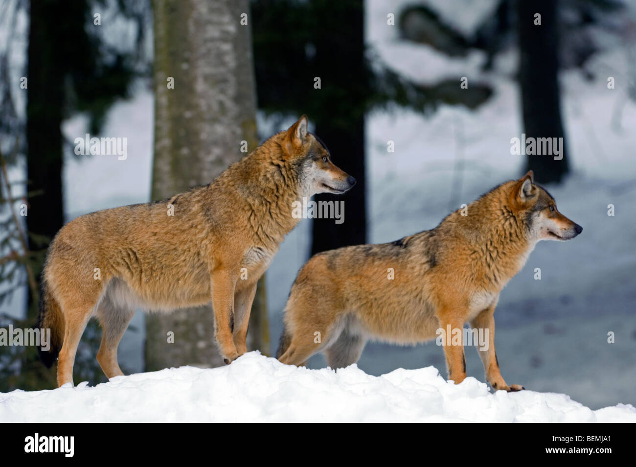 Deux loups gris (Canis lupus) à l'affût dans les bois dans la neige en hiver, forêt de Bavière, Allemagne Banque D'Images