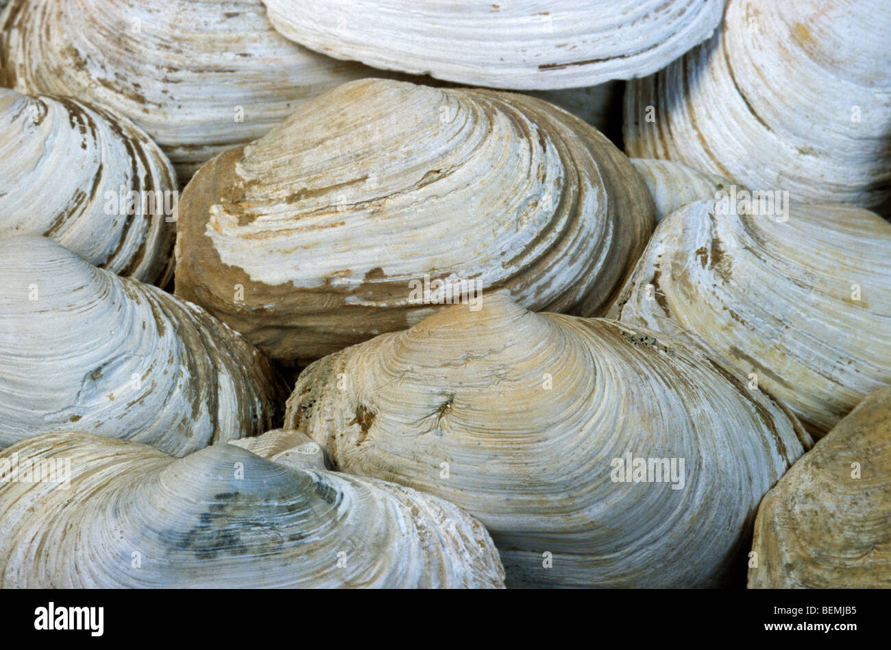 Gapers contondant (Mya truncata) sur la plage Banque D'Images