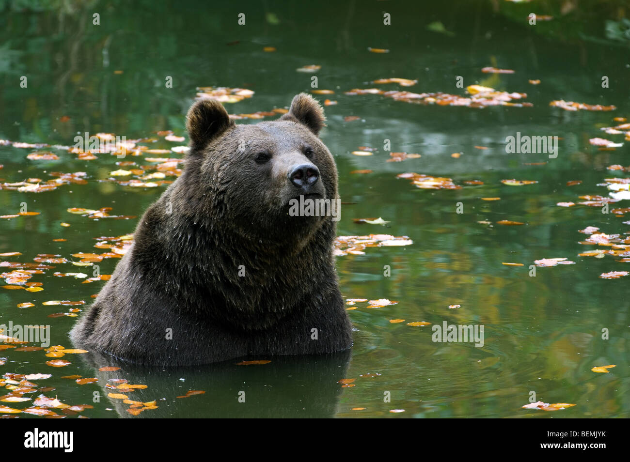 L'ours brun (Ursus arctos) dans l'eau de l'étang Banque D'Images
