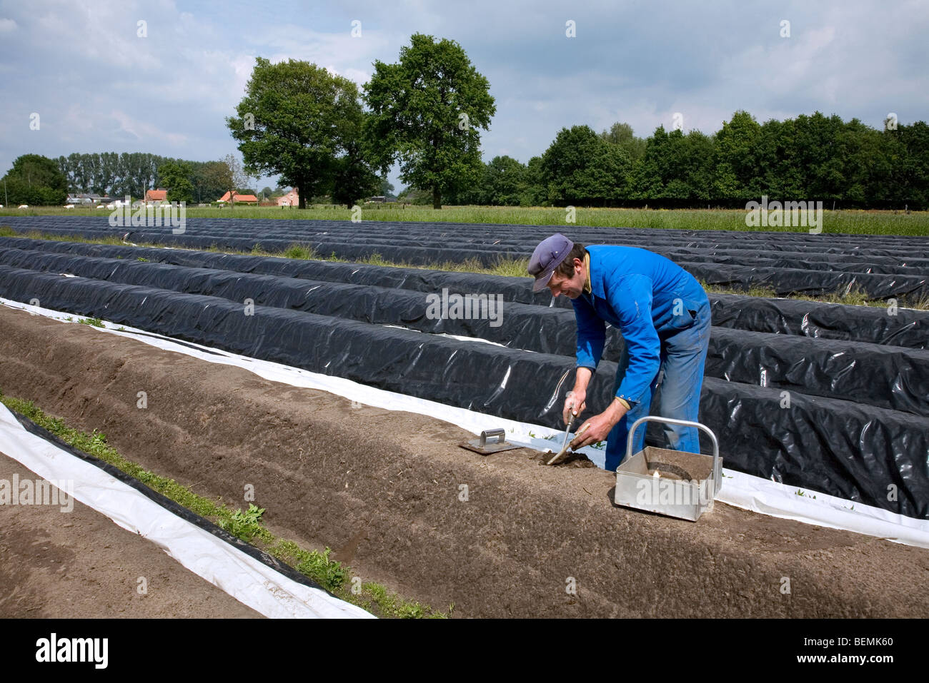 Blanc récolte horticulteur asperge (Asparagus officinalis) tire sur terrain Banque D'Images