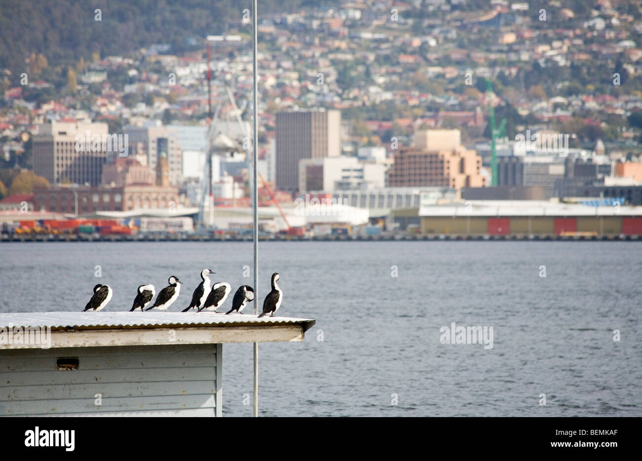 Les cormorans le long de la rivière Derwent avec le centre-ville de Hobart derrière Banque D'Images