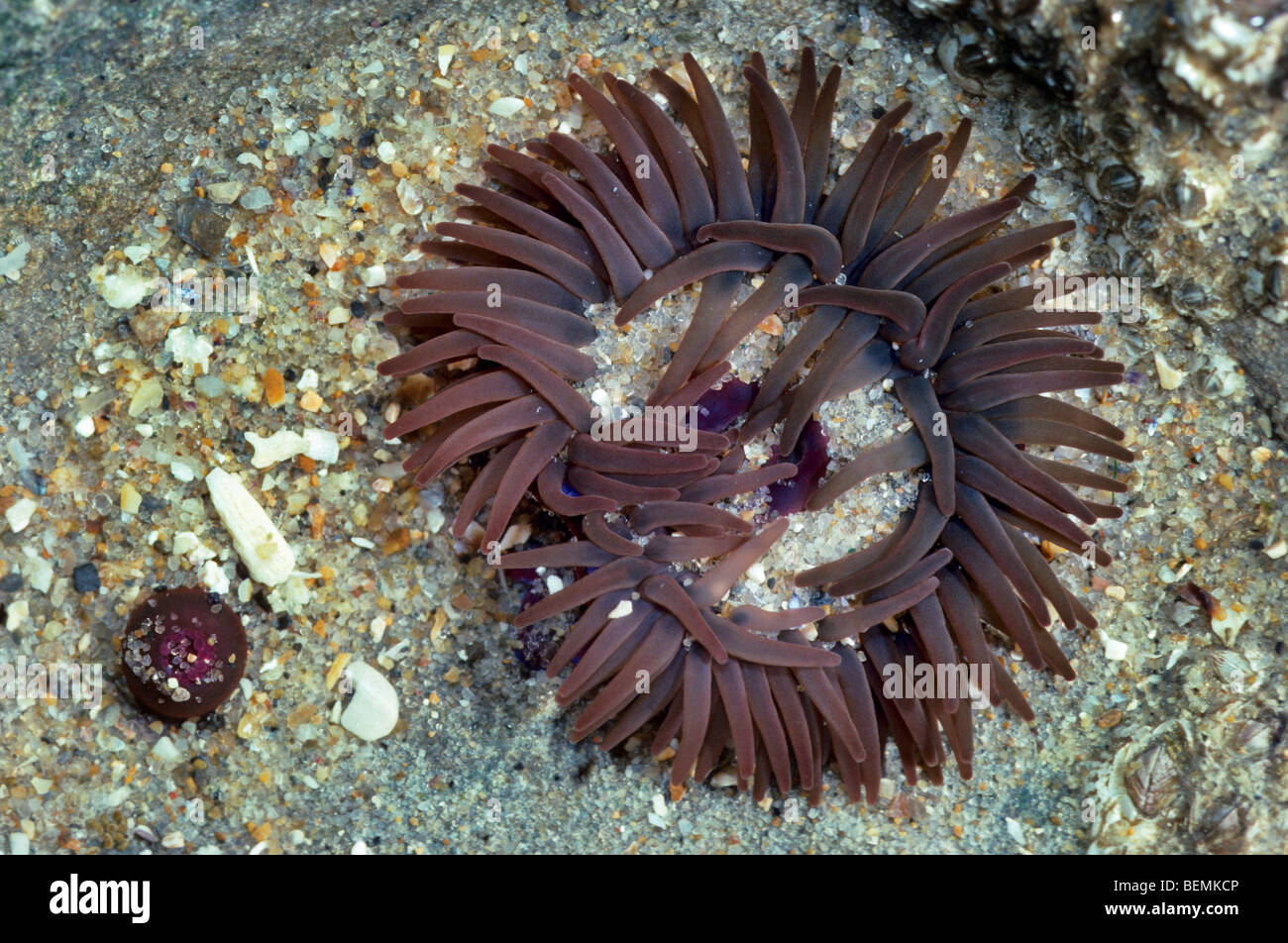 Anémone Actinia equina (Beadlet) dans tide pool, France Banque D'Images