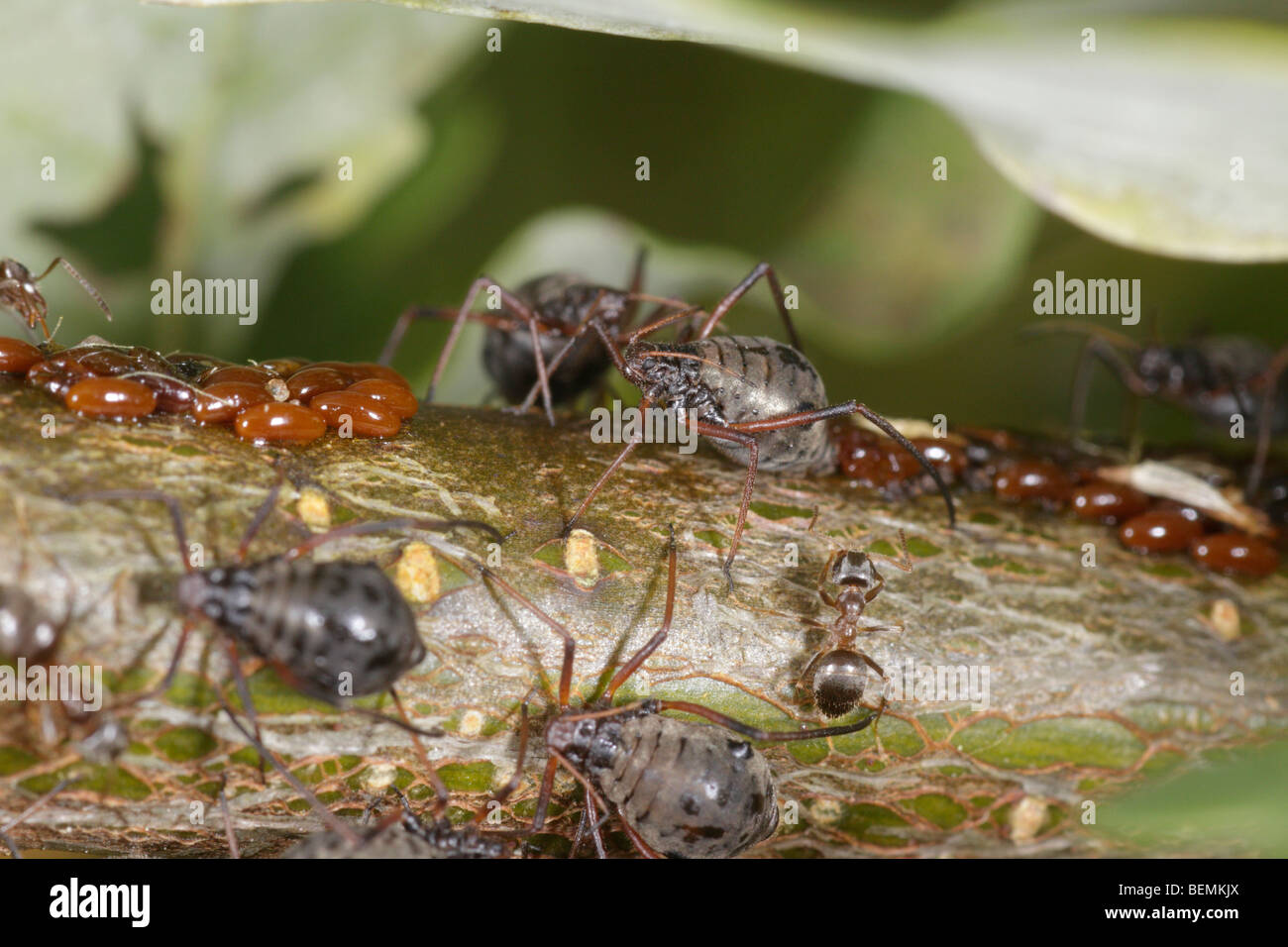 Lachnus roboris, qui alimente un puceron sur chêne. Les femelles ont pondu des oeufs frais de garde. Banque D'Images
