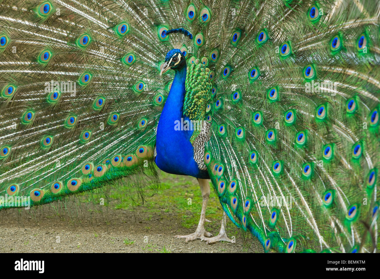 Paon magnifique avec ses plumes de queue colorés répartis Banque D'Images