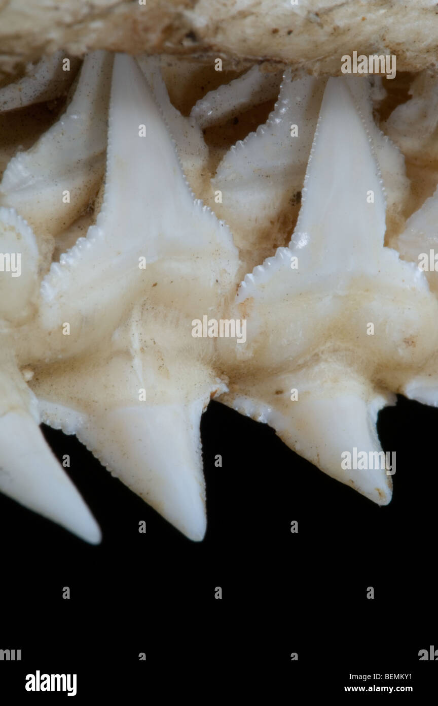 Mâchoire supérieure requin montrant plusieurs couches de dents de scie, Madagascar Banque D'Images