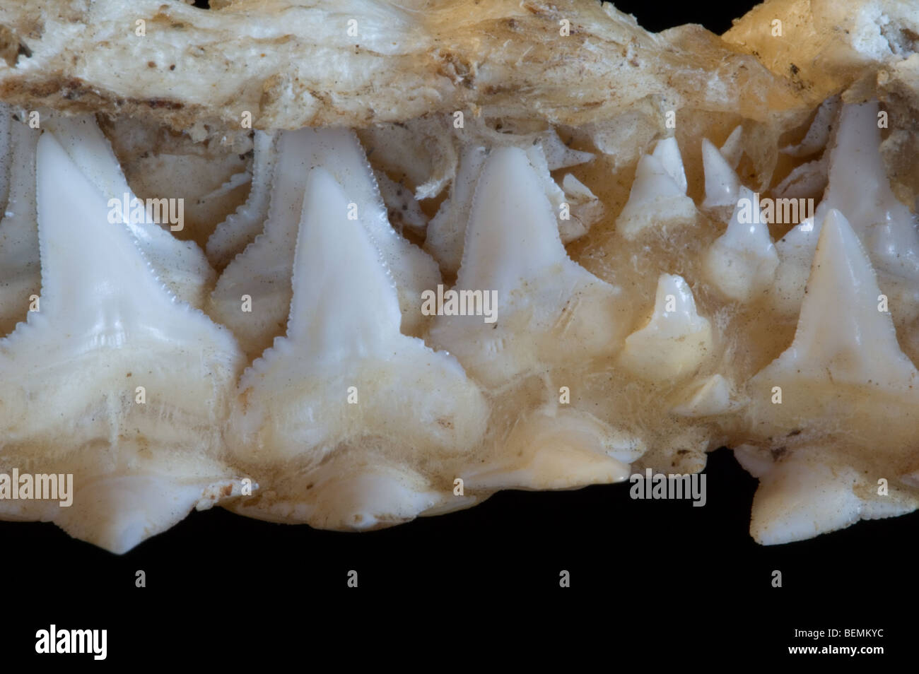 Mâchoire supérieure requin montrant plusieurs couches de dents de scie, Madagascar Banque D'Images