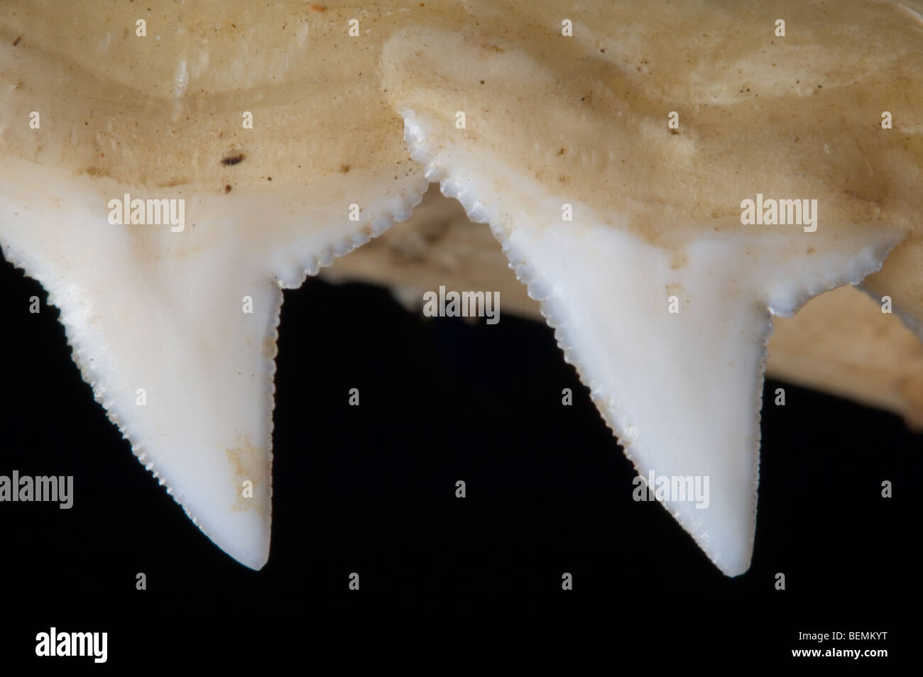 Mâchoire supérieure requin montrant les dents de scie, Madagascar Banque D'Images