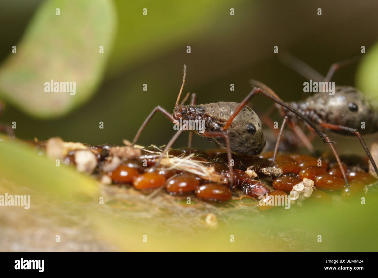 Lachnus roboris, qui alimente un puceron sur chêne. Cette femelle fraîchement posées gardes les œufs. Banque D'Images