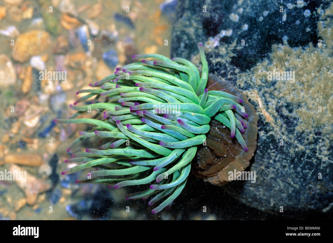 Anémone Anemonia sulcata (Snakelocks), France Banque D'Images