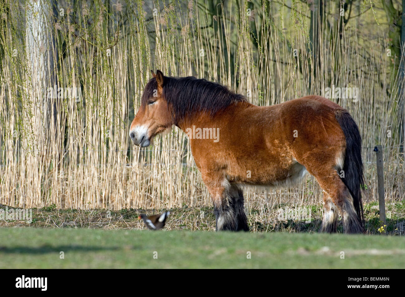 Ardennais Ardennes ou projet / projet / Cheval (Equus caballus) dans la zone, Belgique Banque D'Images