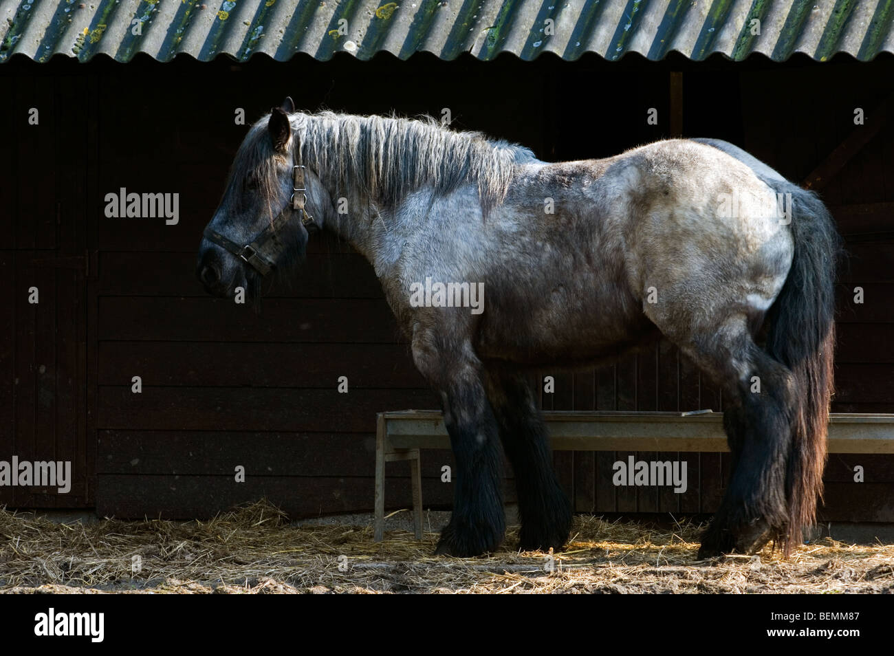 Projet belge Cheval (Equus caballus) en face de stable, Belgique Banque D'Images