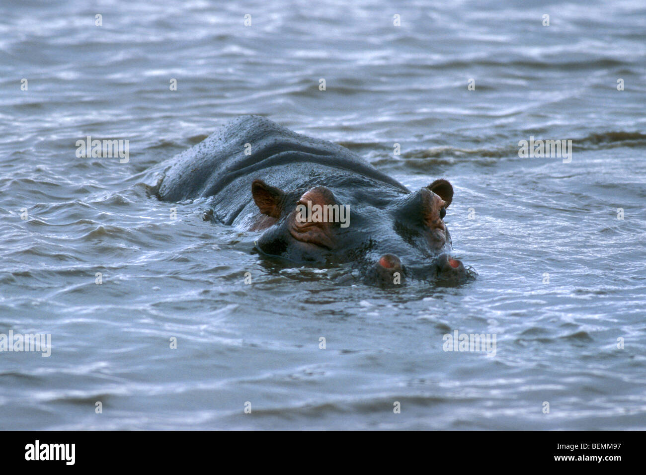 Hippopotame (Hippopotamus amphibius) Nager dans l'eau du lac, Kruger National Park, Afrique du Sud Banque D'Images