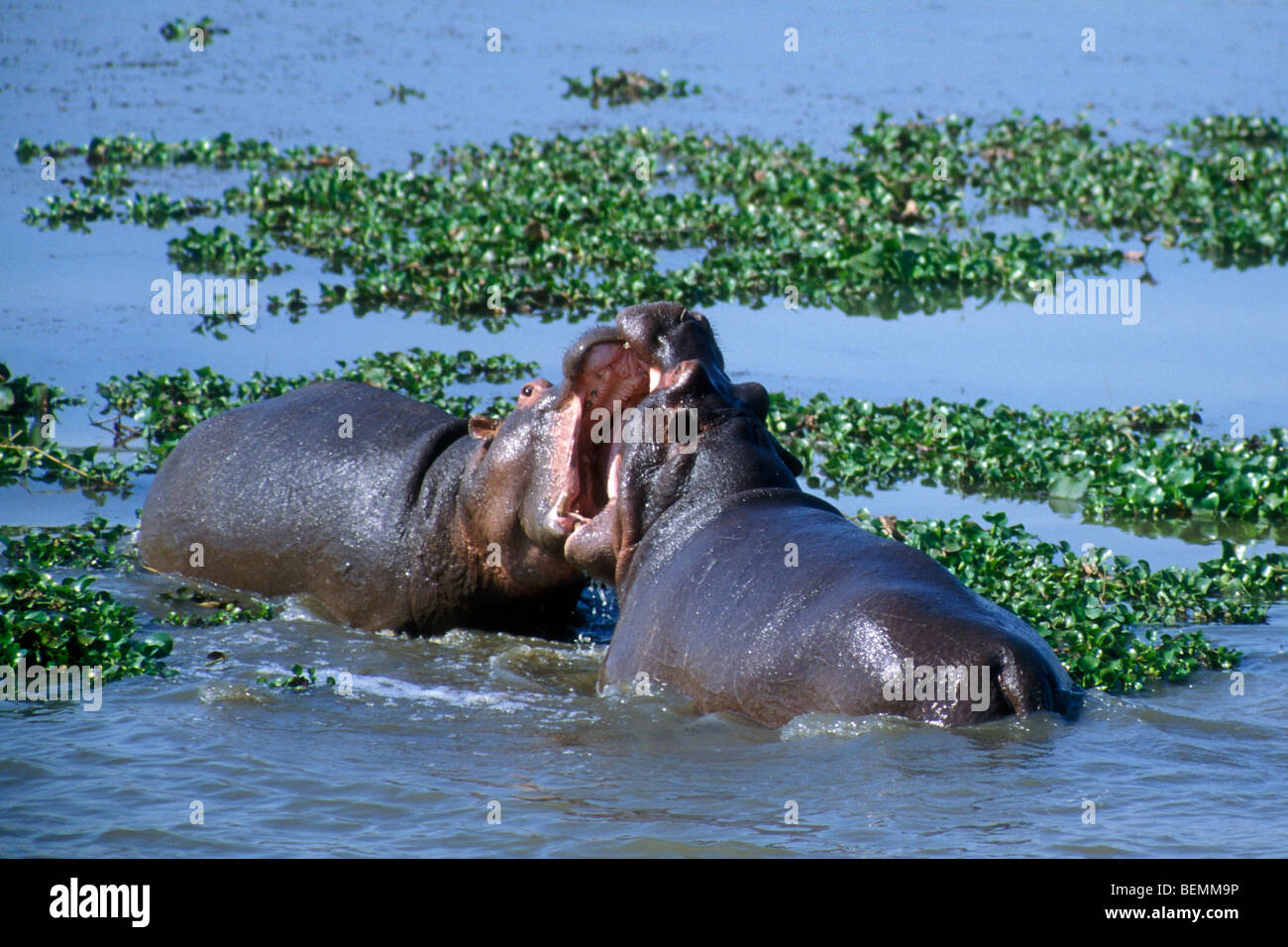 Deux taureaux Hippopotame (Hippopotamus amphibius) combats dans l'eau du lac, Kruger National Park, Afrique du Sud Banque D'Images