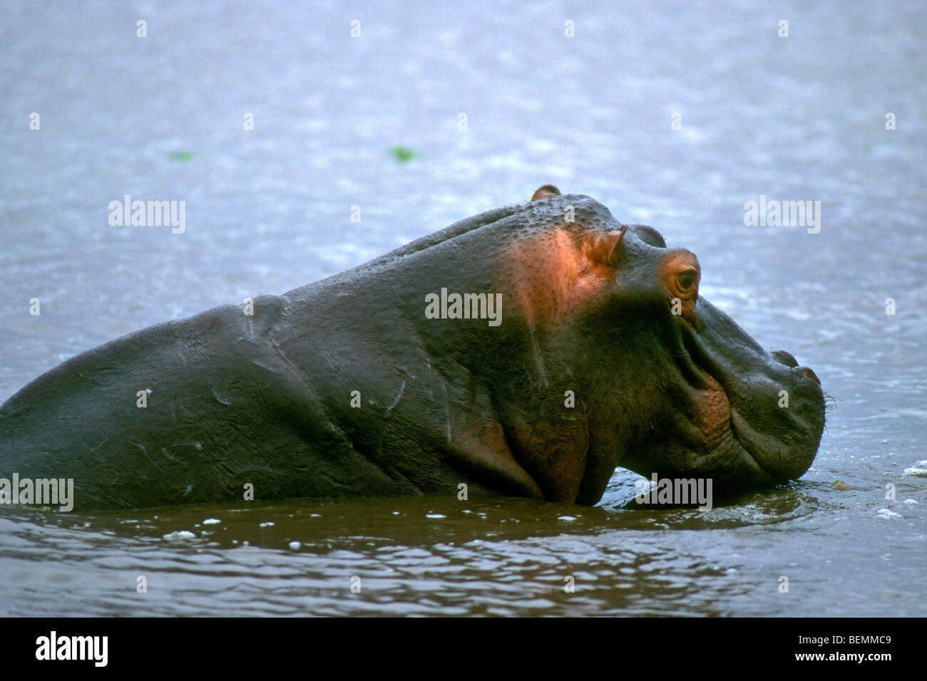 Hippopotame (Hippopotamus amphibius) assis dans l'eau du lac, Kruger National Park, Afrique du Sud Banque D'Images
