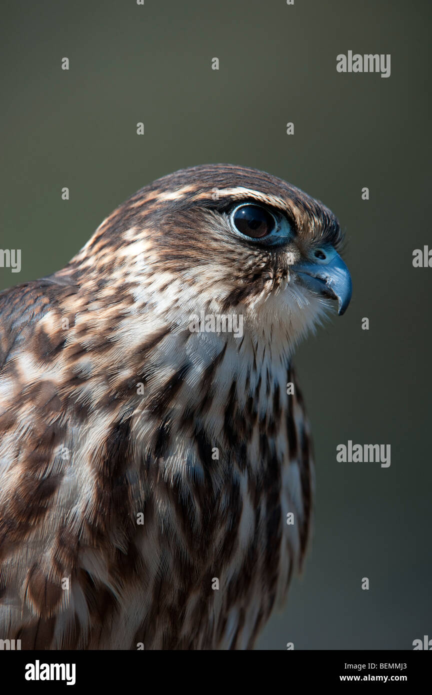 Merlin ( Falco columbarius) Banque D'Images