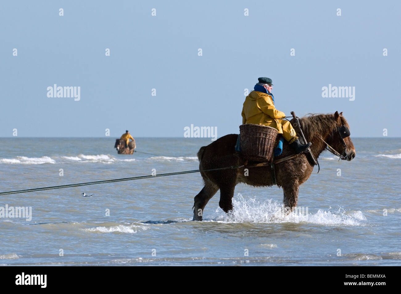 Sur les crevettiers de chevaux (Equus caballus) avec la pêche des crevettes filet le long de la côte de la mer du Nord, Oostduinkerke, Belgique Banque D'Images