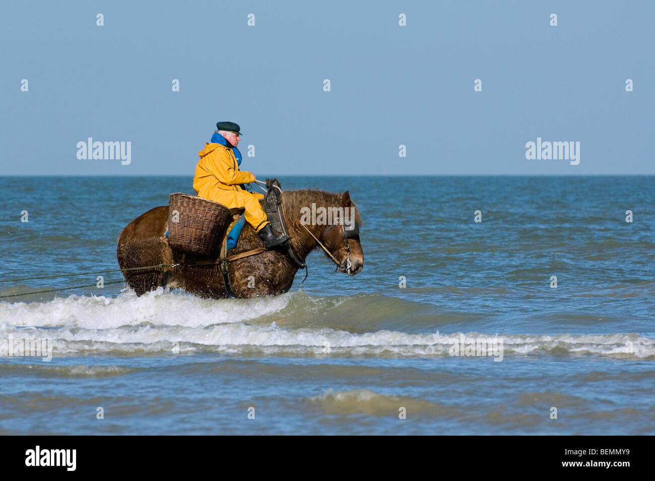 Shrimper sur projet de cheval (Equus caballus) avec la pêche des crevettes filet le long de la côte de la mer du Nord, Oostduinkerke, Belgique Banque D'Images