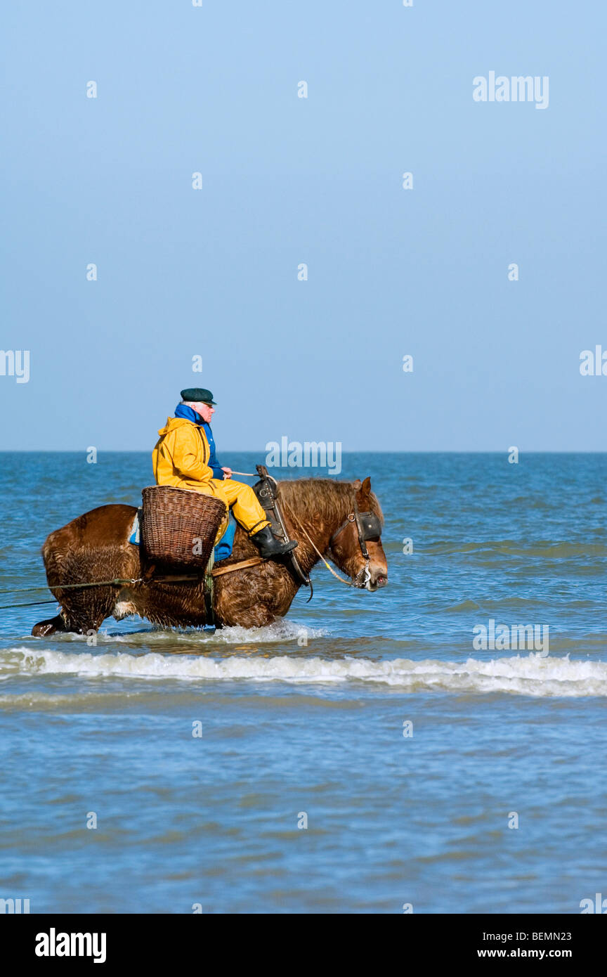 Shrimper sur projet de cheval (Equus caballus) avec la pêche des crevettes filet le long de la côte de la mer du Nord, Oostduinkerke, Belgique Banque D'Images