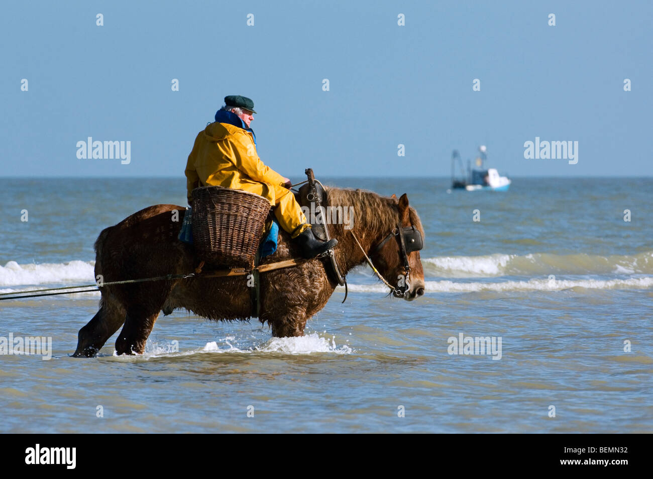 Shrimper sur projet de cheval (Equus caballus) avec la pêche des crevettes filet le long de la côte de la mer du Nord, Oostduinkerke, Belgique Banque D'Images