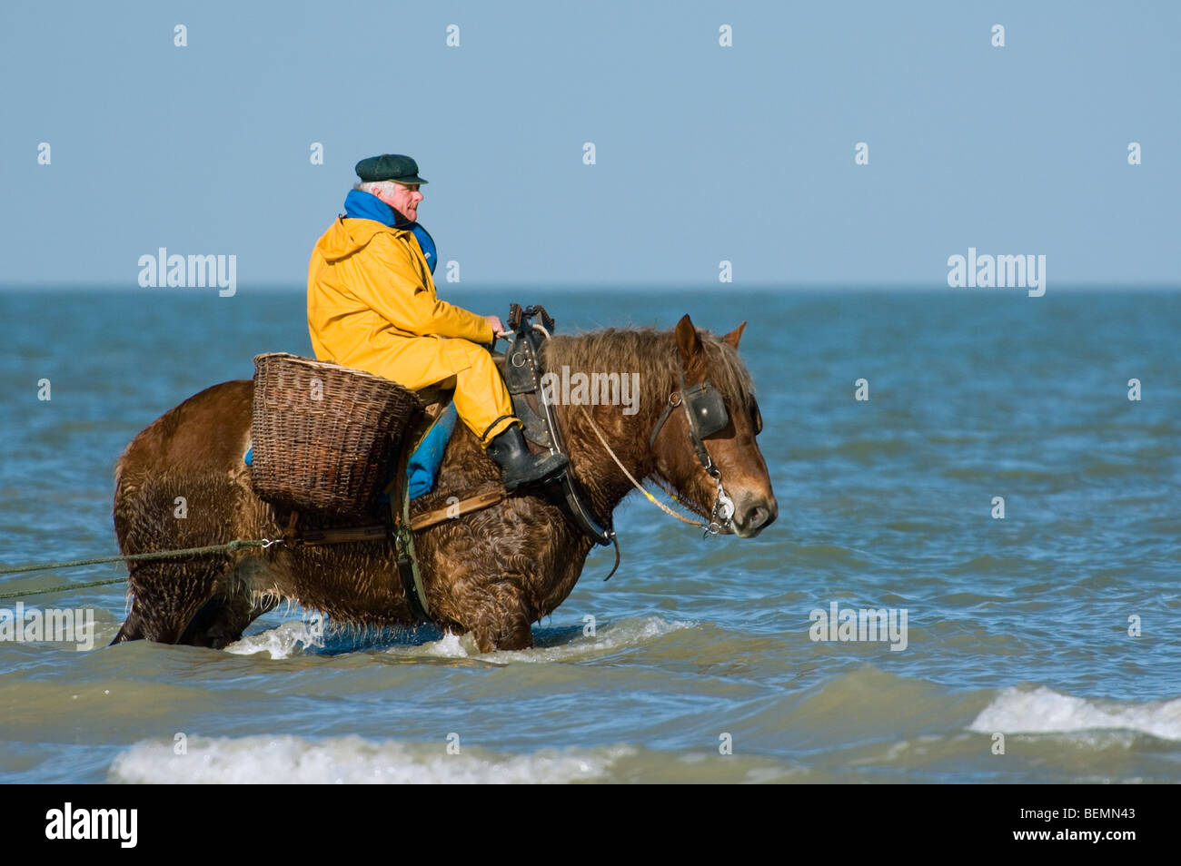Shrimper sur projet de cheval (Equus caballus) avec la pêche des crevettes filet le long de la côte de la mer du Nord, Oostduinkerke, Belgique Banque D'Images