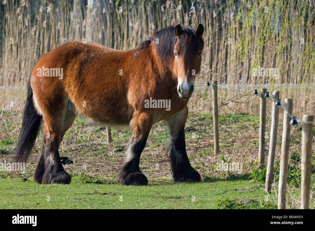 Ardennais Ardennes ou projet / projet / Cheval (Equus caballus) dans la zone, Belgique Banque D'Images