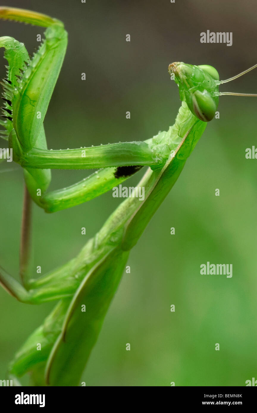 Mante religieuse européenne (Mantis religiosa) close up, la Brenne, France Banque D'Images
