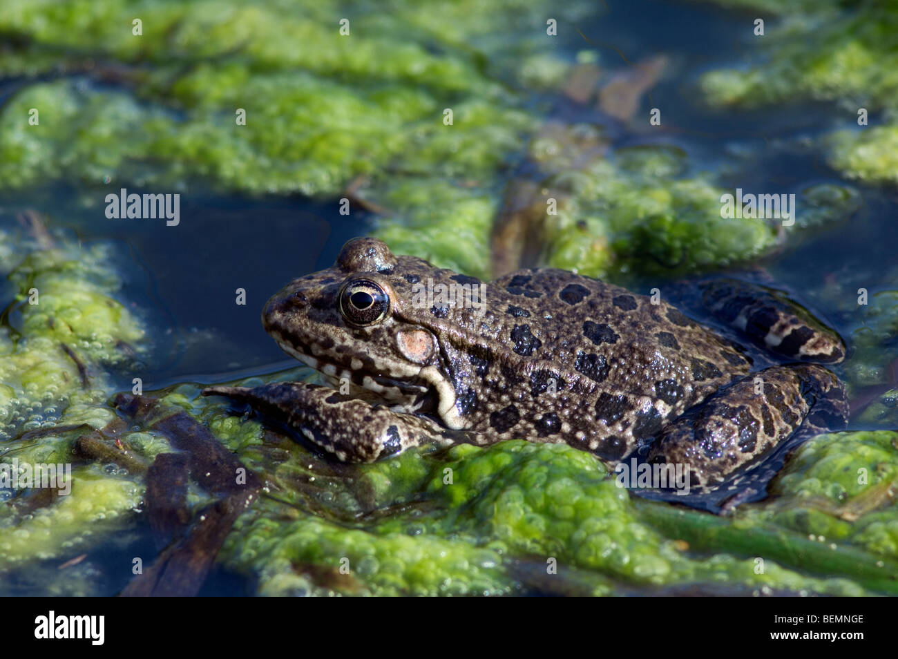 Européen brown frog (Rana temporaria) flottant dans l'étang au printemps Banque D'Images
