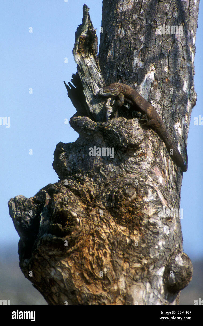 La savane du sud / moniteur moniteur rock à gorge blanche (Varanus albigularis) climbing tree, Kruger National Park, Afrique du Sud Banque D'Images