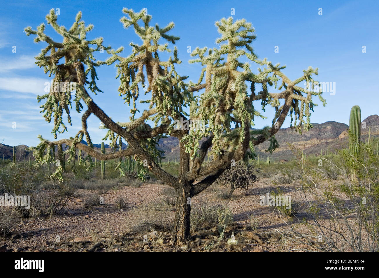 Chaîne de suspension fruits / Jumping cholla (Cylindropuntia fulgida), orgue Pipe Cactus National Monument, désert de Sonora, en Arizona, États-Unis Banque D'Images