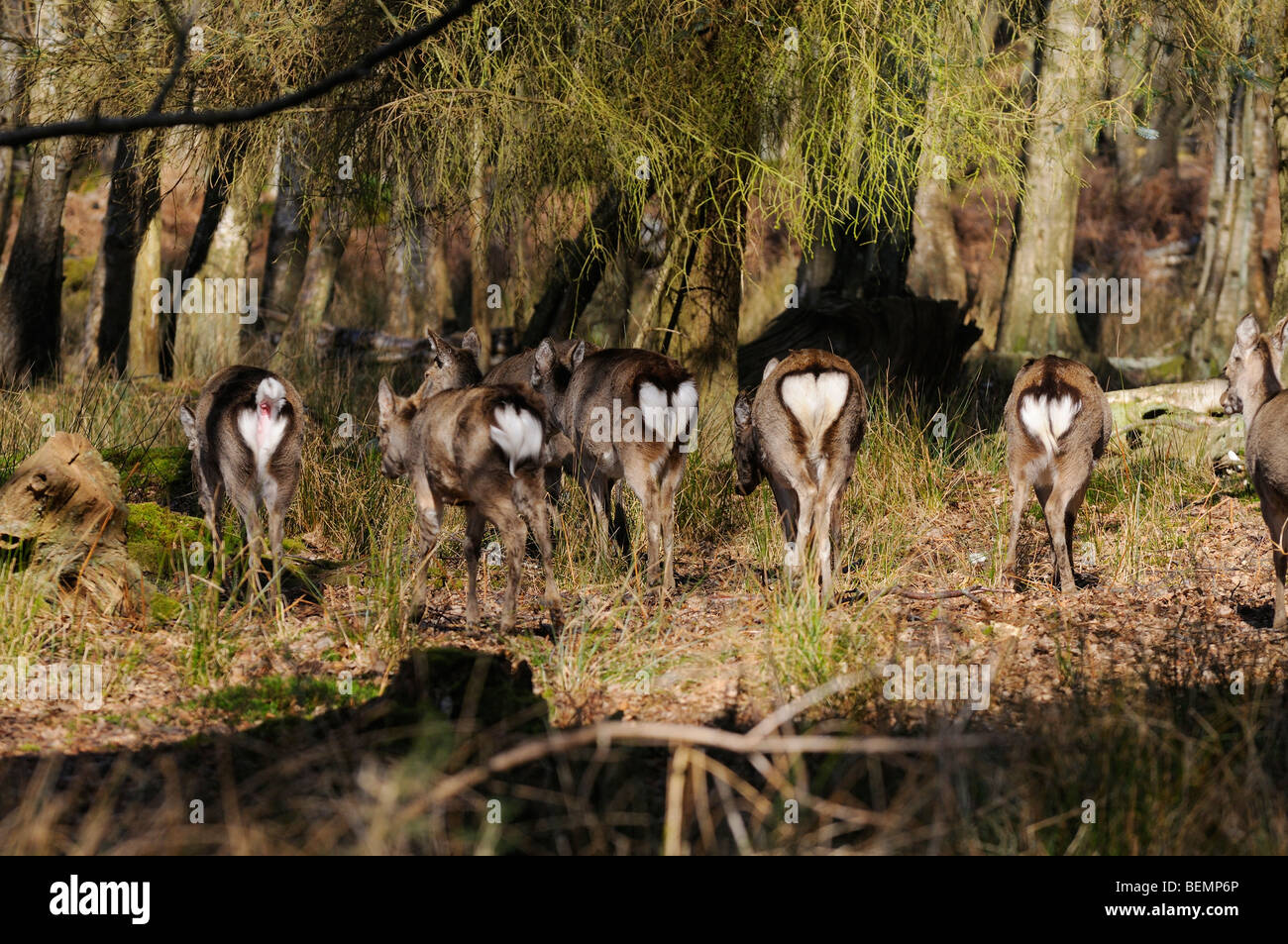 Cerf sika japonais Cervus nippon montrant la queue blanche à l'état sauvage dans le Dorset, en Angleterre Banque D'Images