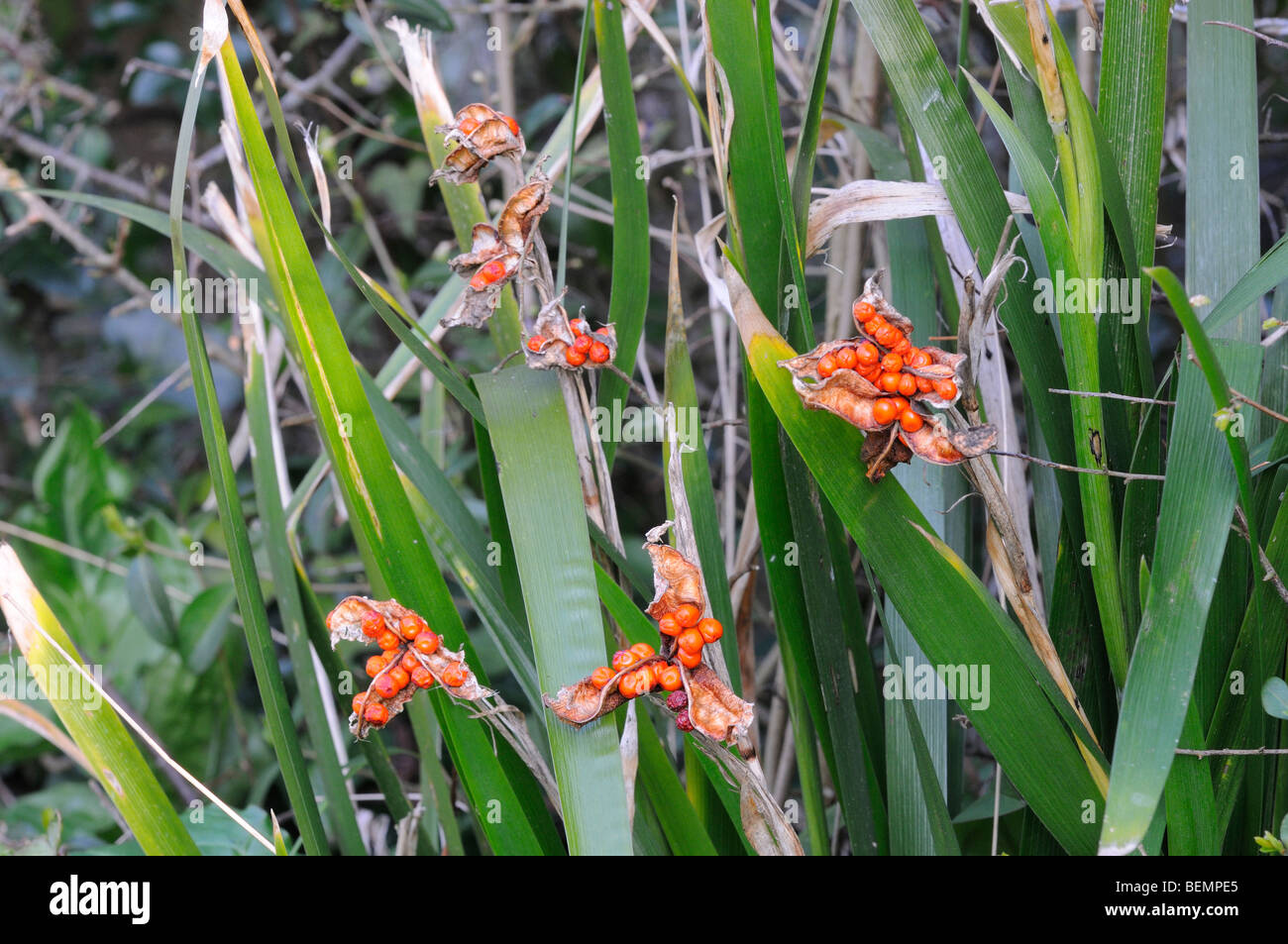 Iris foetidissima Iris fétide photographié dans le Dorset Angleterre têtes de graine Banque D'Images