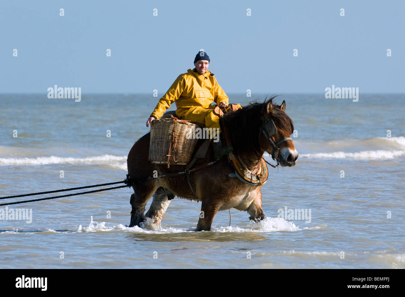 Shrimper sur projet de cheval (Equus caballus) avec la pêche des crevettes filet le long de la côte de la mer du Nord, Oostduinkerke, Belgique Banque D'Images