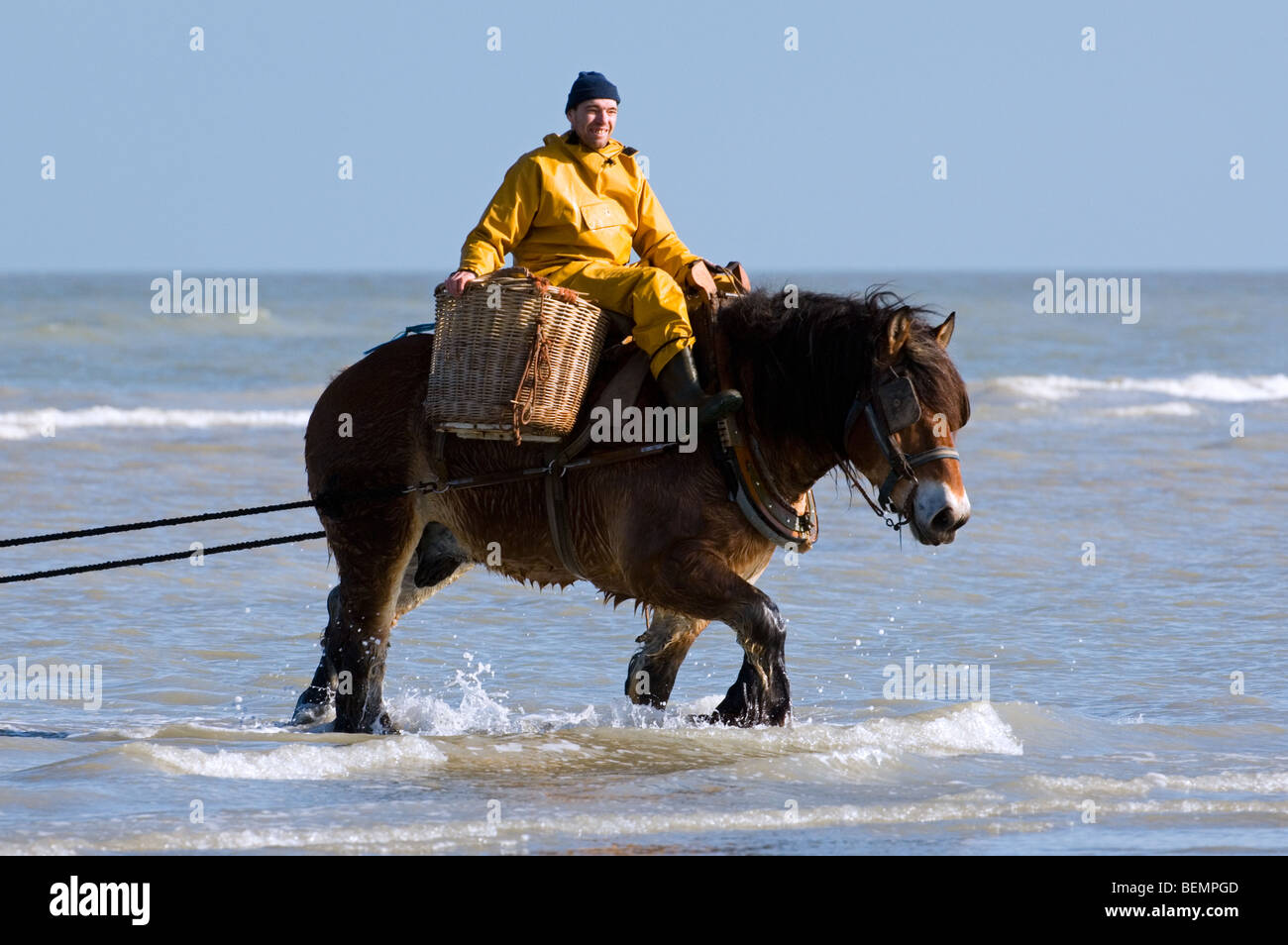 Shrimper sur projet de cheval (Equus caballus) avec la pêche des crevettes filet le long de la côte de la mer du Nord, Oostduinkerke, Belgique Banque D'Images