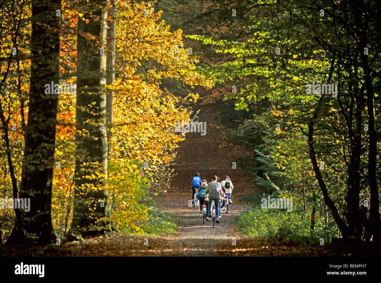 Randonnée à vélo en forêt d'automne, Meerdaalwoud, Belgique Banque D'Images
