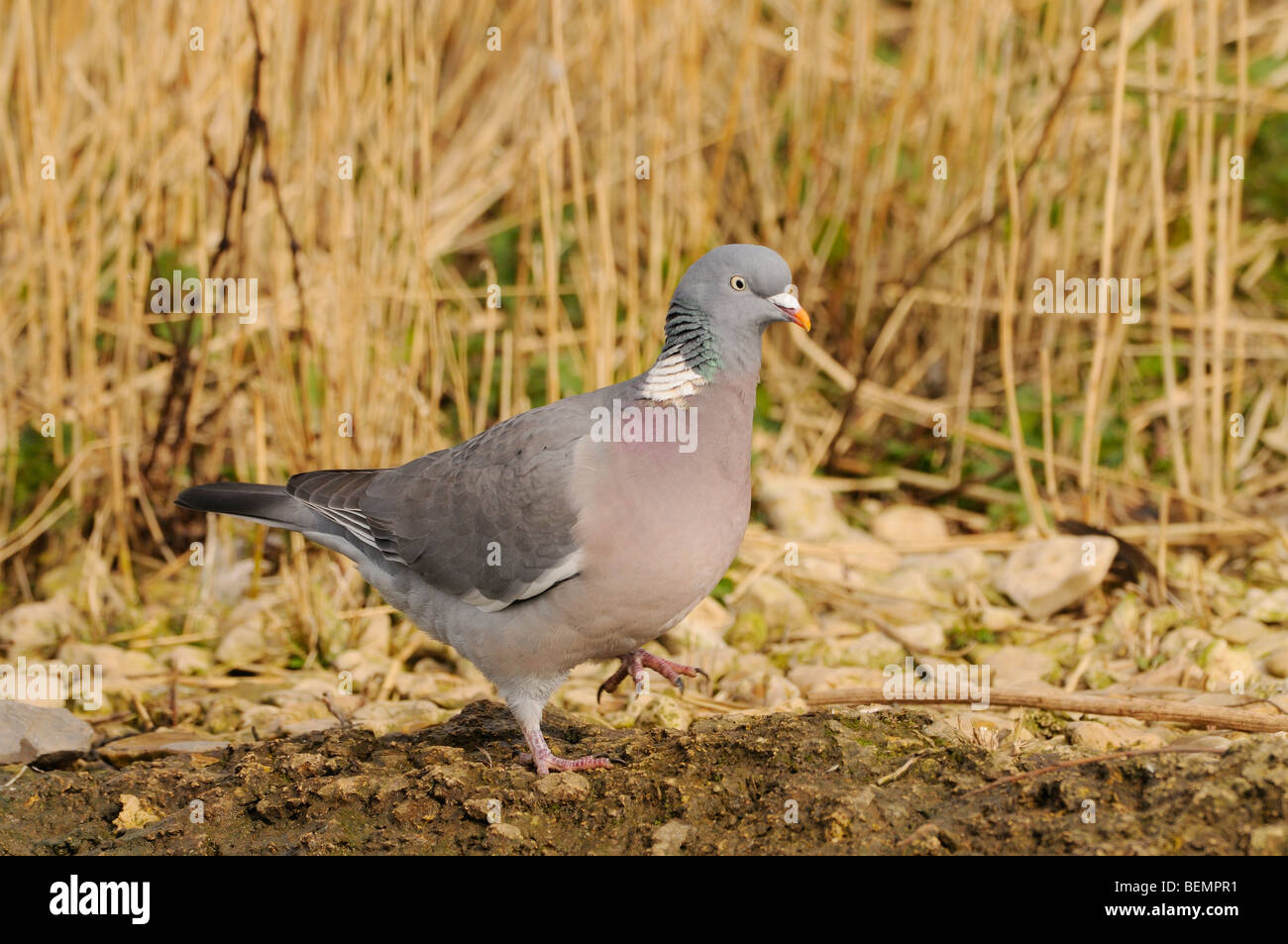 Pigeon ramier Columba palumbus photographié en Angleterre Banque D'Images