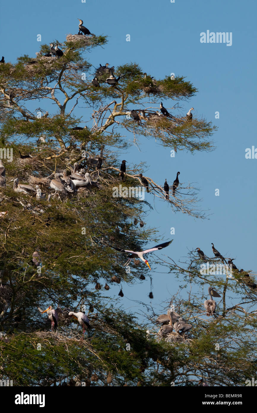 Les oiseaux qui nichent à Nsumo pan. L'Afrique y compris vert (Anhinga rufa), Yellow-billed Stork (Yellow-billed Stork) et des cormorans. Banque D'Images