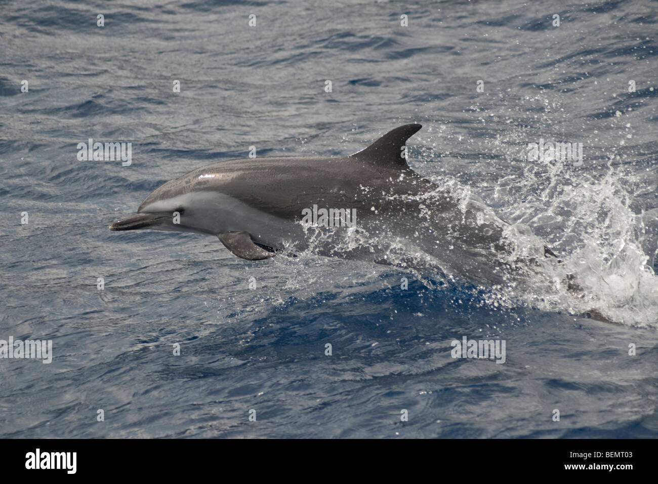 Dauphin tacheté Pantropical, Stenella attenuata, tangage, île de Sainte-Hélène, Sud de l'océan Atlantique. Banque D'Images