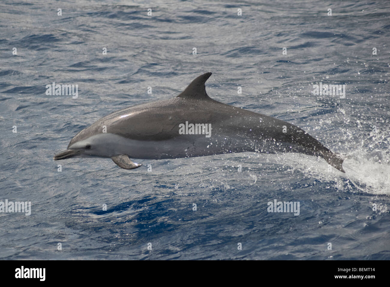 Dauphin tacheté Pantropical, Stenella attenuata, tangage, île de Sainte-Hélène, Sud de l'océan Atlantique. Banque D'Images