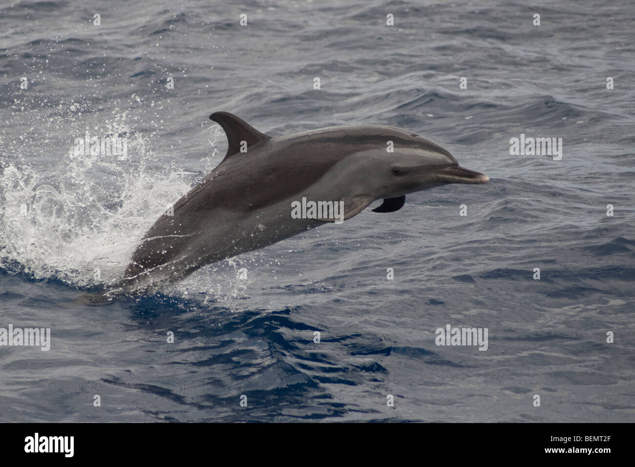 Dauphin tacheté Pantropical, Stenella attenuata, violer, île de Sainte-Hélène, Sud de l'océan Atlantique. Banque D'Images