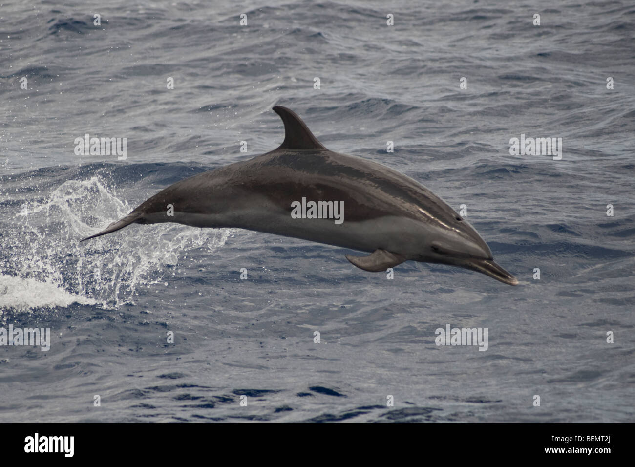 Dauphin tacheté Pantropical, Stenella attenuata, violer, île de Sainte-Hélène, Sud de l'océan Atlantique. Banque D'Images