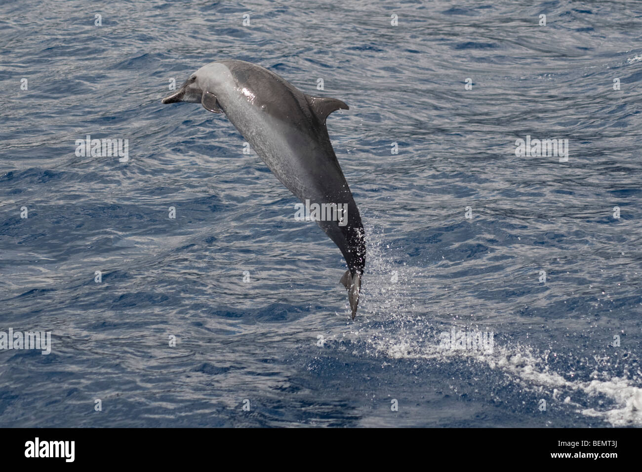 Dauphin tacheté Pantropical, Stenella attenuata, violer, île de Sainte-Hélène, Sud de l'océan Atlantique. Banque D'Images