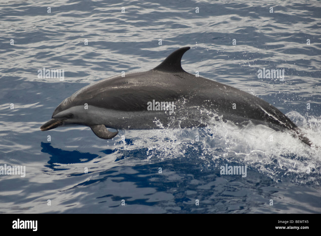 Dauphin tacheté Pantropical, Stenella attenuata, tangage, île de Sainte-Hélène, Sud de l'océan Atlantique. Banque D'Images