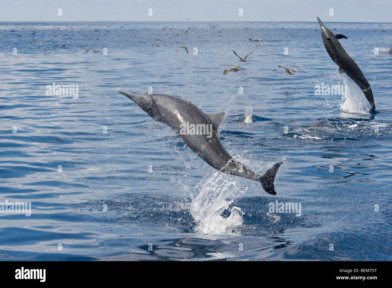 L'Amérique centrale Spinner Dolphin Stenella longirostris centroamericana. Costa Rica, l'océan Pacifique. Banque D'Images