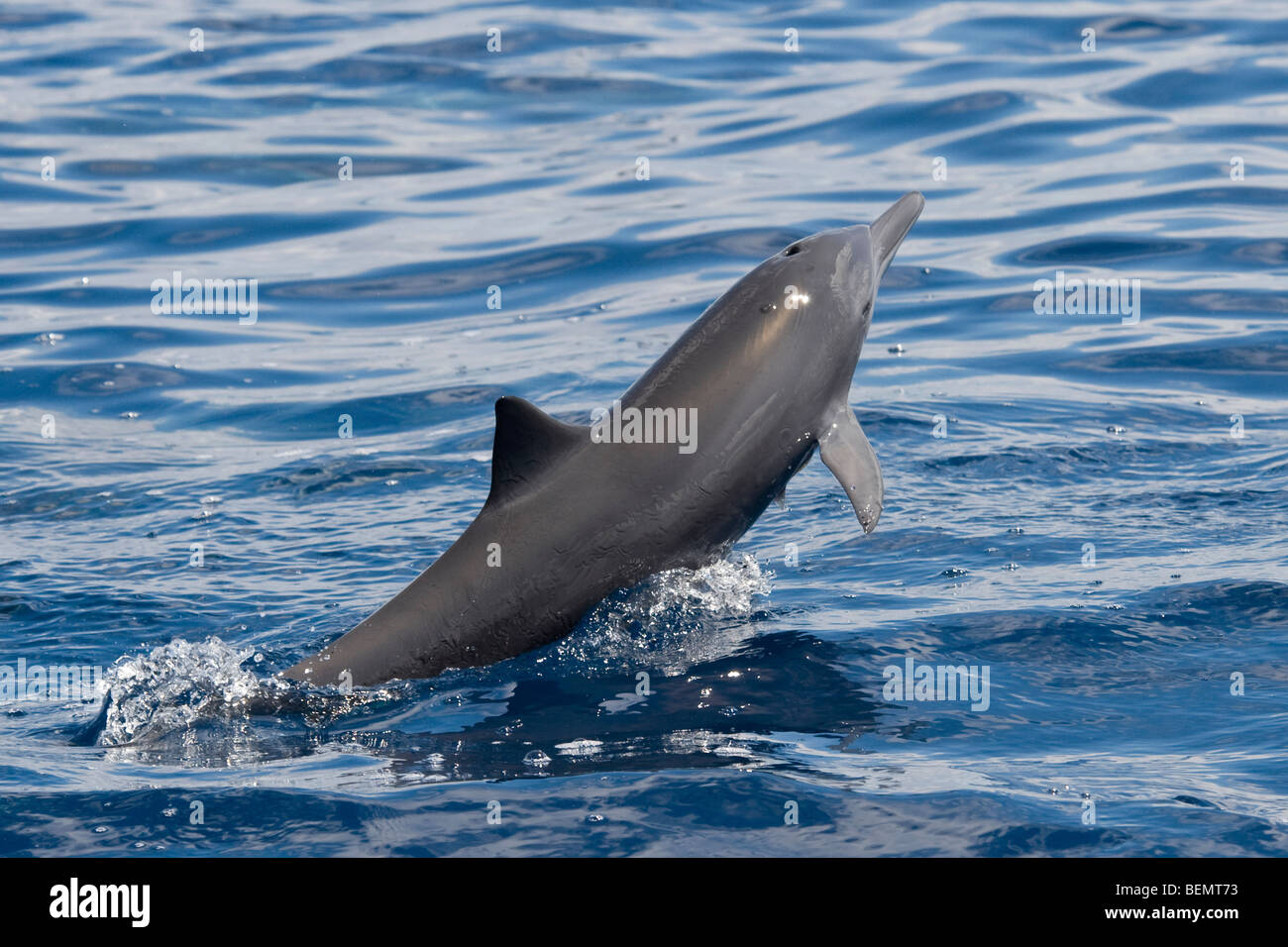 L'Amérique centrale, Dauphin à long bec Stenella longirostris centroamericana, partie d'un super groupe de plus de 2 000 personnes. Banque D'Images